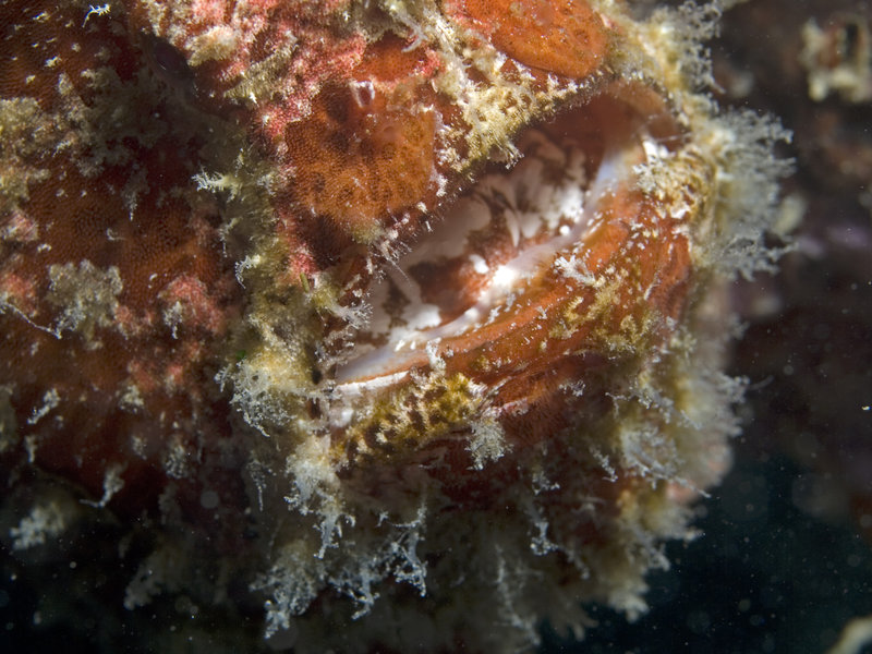 Mabul, Artificial Reef, Frogfish